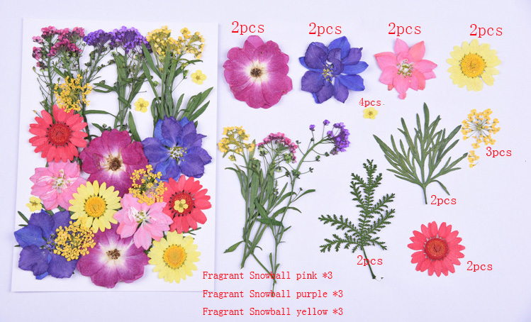 प्रीमियम दबाए गए फूल सूखे फूल