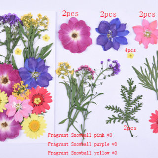Fiori pressati di alta qualità, fiori secchi
