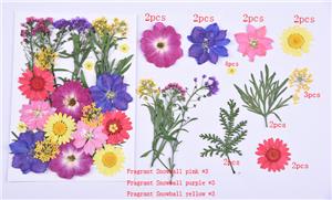 Fiori pressati di alta qualità, fiori secchi