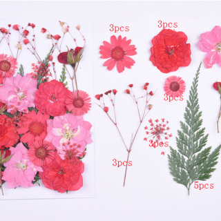 Fiori pressati di alta qualità, fiori secchi