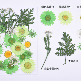 Fiori pressati di alta qualità, fiori secchi