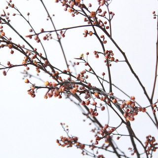 Branches de fruits secs, véritable plante séchée naturelle
