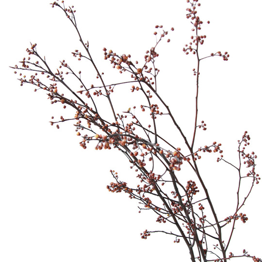 सूखे फल की शाखाएँ प्राकृतिक असली सूखे पौधे