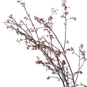 Branches de fruits secs, véritable plante séchée naturelle