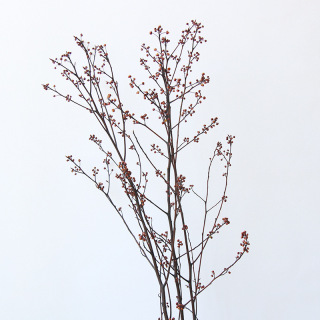 Branches de fruits secs, véritable plante séchée naturelle