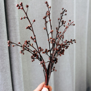 Branches de fruits secs, véritable plante séchée naturelle