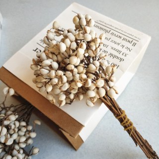 Bacche di piante secche decorative