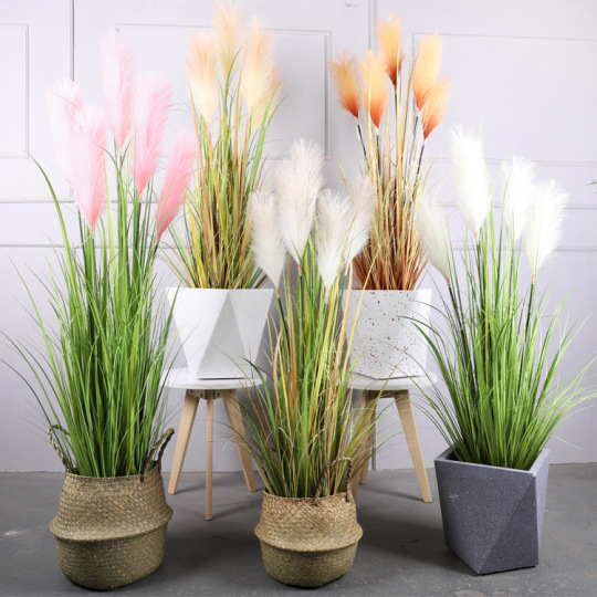 सूखी रीड पॉटेड डॉग टेल घास