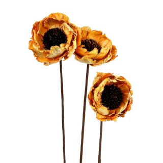 Fiore secco del papavero per disposizione