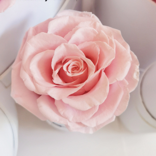 Rose stabilizzate di diverse dimensioni in una scatola a cuore