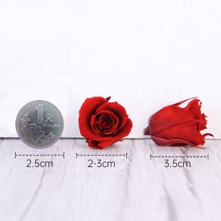 Testa di rosa conservata di grado A di alta qualità, 2-3 cm