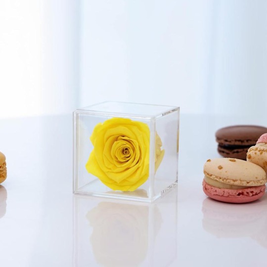 पारदर्शी ऐक्रेलिक बॉक्स में संरक्षित गुलाब