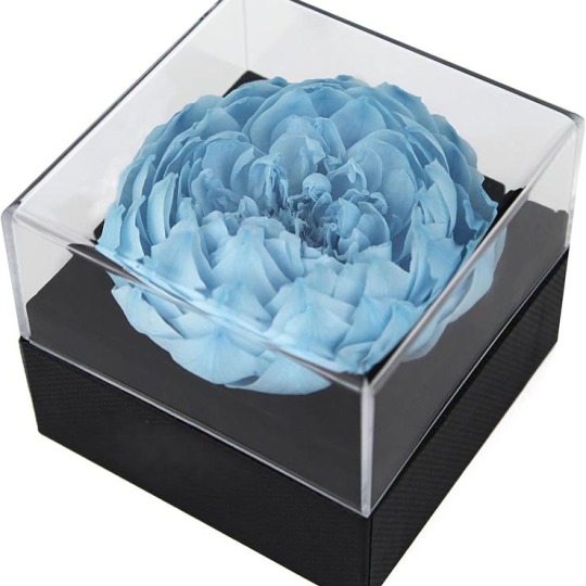 ऐक्रेलिक बॉक्स में एकल संरक्षित फूल