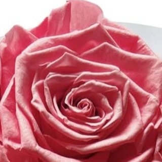 7 têtes de roses éternelles dans une boîte cadeau