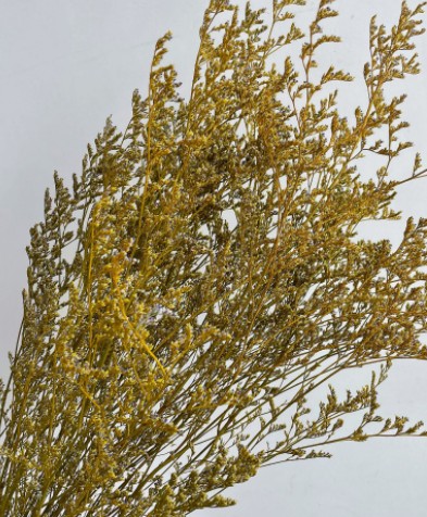 dried plant