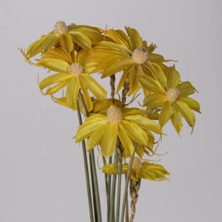 Petites marguerites fleurs séchées
