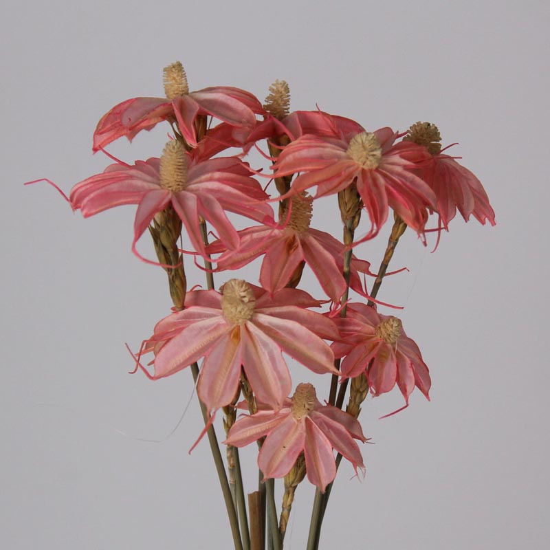 dried daisies