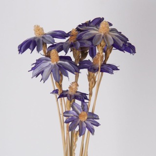 Petites marguerites fleurs séchées