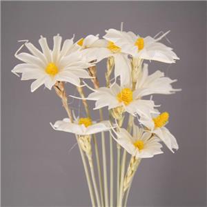 Petites marguerites fleurs séchées