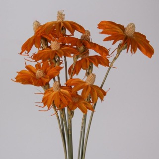 Petites marguerites fleurs séchées