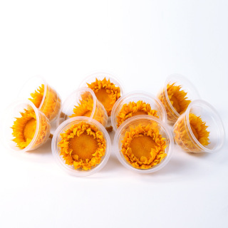 Fiore reale naturale di girasole conservato