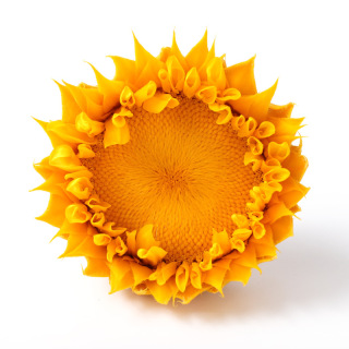 Fiore reale naturale di girasole conservato