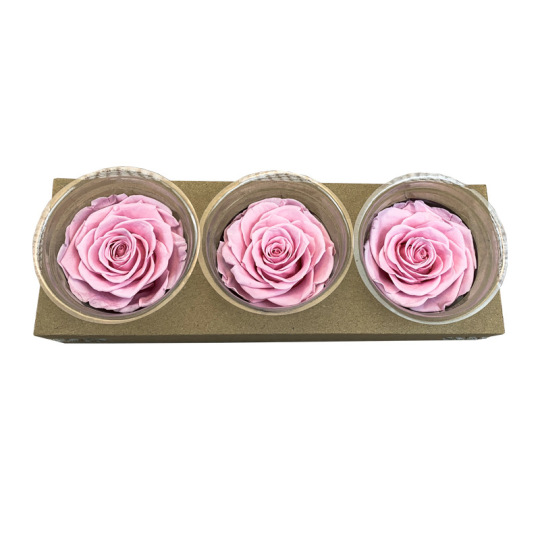 7-8 सेमी ग्रेड ए संरक्षित गुलाब