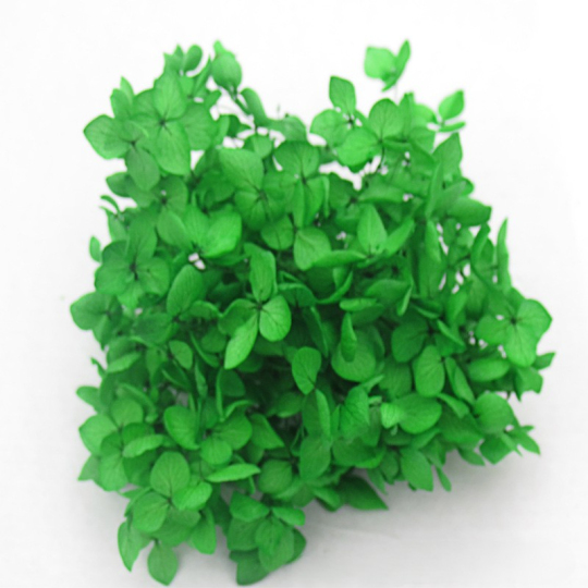 संरक्षित हाइड्रेंजिया DIY सामग्री