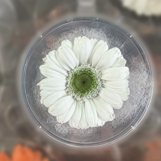 Konserviertes afrikanisches Chrysanthemenmaterial