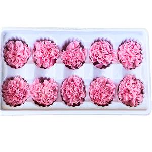 Bahan DIY Hari Ibu Carnation yang Dipelihara