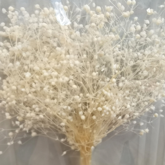 संरक्षित जिप्सोफिला फूल