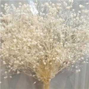 Fiore di Gypsophila stabilizzato