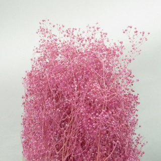 Fiore di Gypsophila stabilizzato