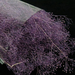 Fiore di Gypsophila stabilizzato