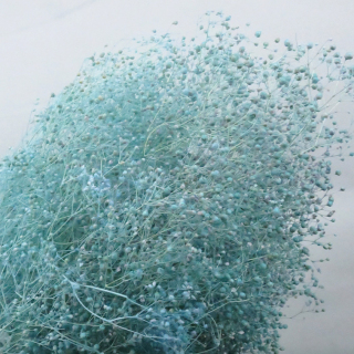 Fiore di Gypsophila stabilizzato