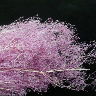 Fiore di Gypsophila stabilizzato