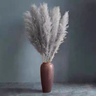 Canne Secche Per La Decorazione
