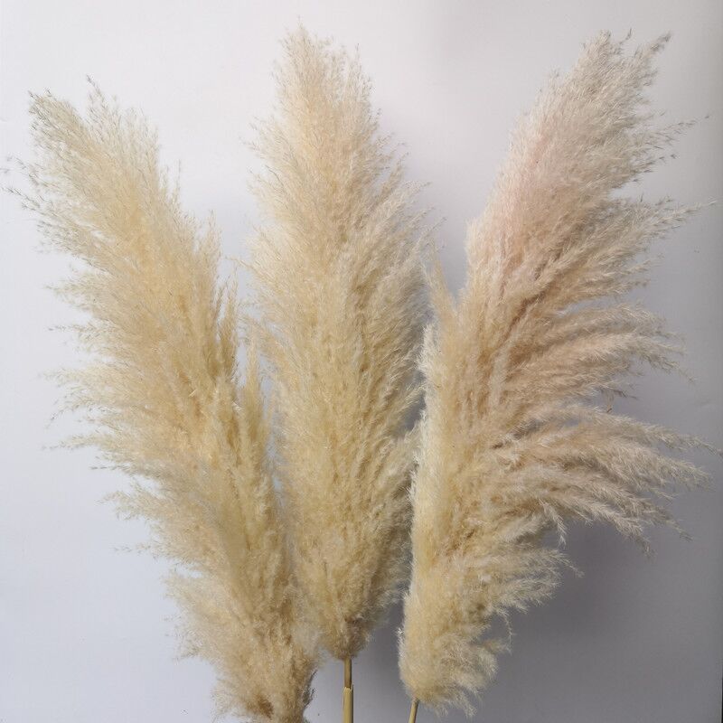 dried reed