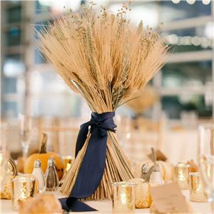 Gambi di grano essiccati di alta qualità per decorazioni perfette