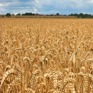 Gambi di grano essiccati di alta qualità per decorazioni perfette
