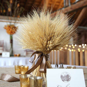 Gambi di grano essiccati di alta qualità per decorazioni perfette
