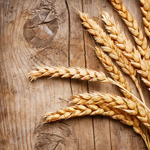 Gambi di grano essiccati di alta qualità per decorazioni perfette
