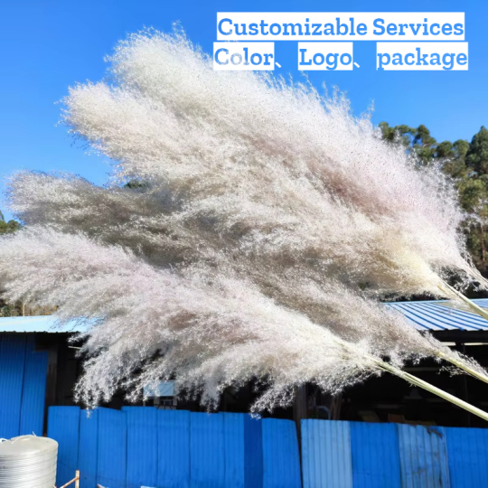 Rumput Pampas Mewah untuk Hiasan Dalaman Moden