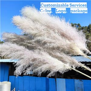 Luxurious Pampas Grass for Modern Interiors