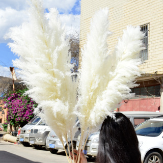 Luxurious Pampas Grass for Modern Interiors