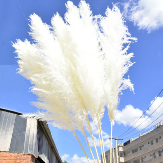 Luxurious Pampas Grass for Modern Interiors
