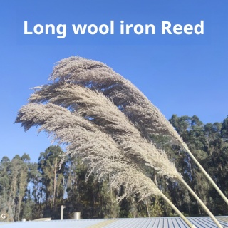 Luxurious Pampas Grass for Modern Interiors