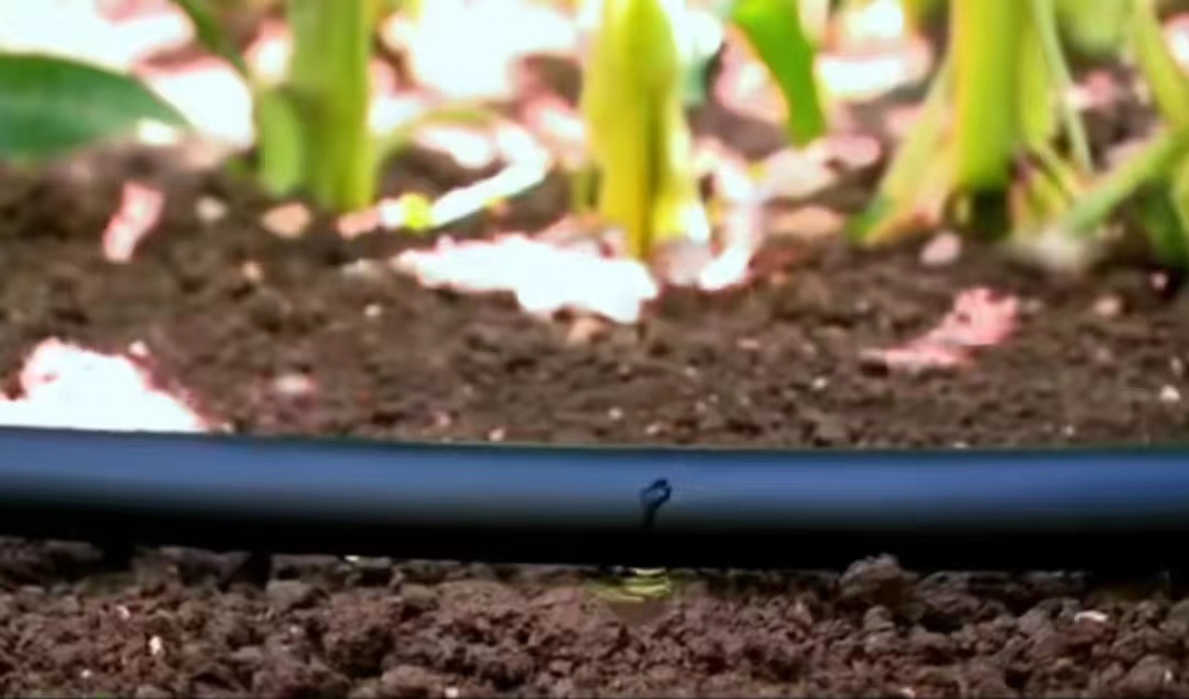 Best drip irrigation systems for mango farms in Africa