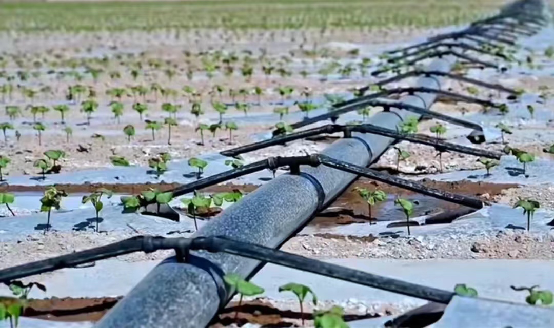 Mango drip irrigation system supplier