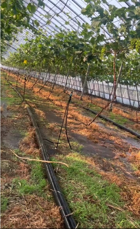 The Importance of Micro-Sprinkler Irrigation in Greenhouses: Enhancing Crop Growth for Fruits and Vegetables The Importance of Micro-Sprinkler Irrigation in Greenhouses: Enhancing Crop Growth for Fruits and Vegetables